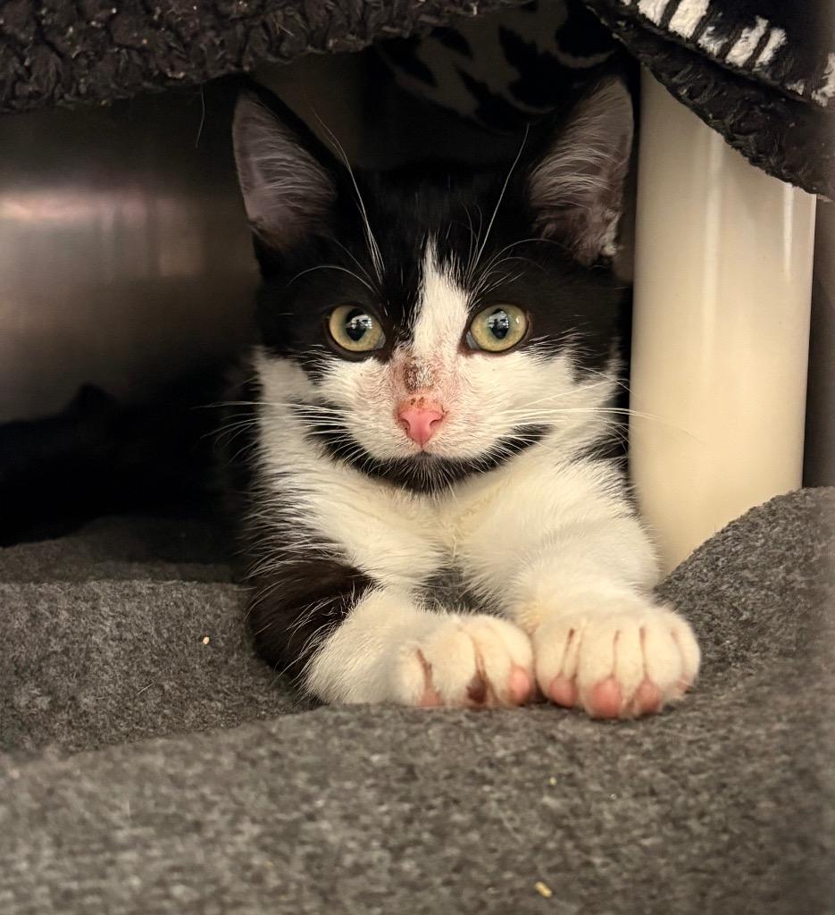 Enlarge Noodle, a Adoptable mixed breed in Detroit, MI image 2/3