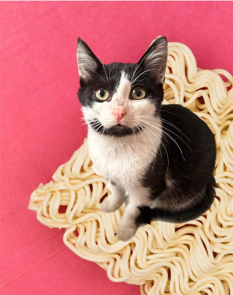 Enlarge Noodle, a Adoptable mixed breed in Detroit, MI image 3/3