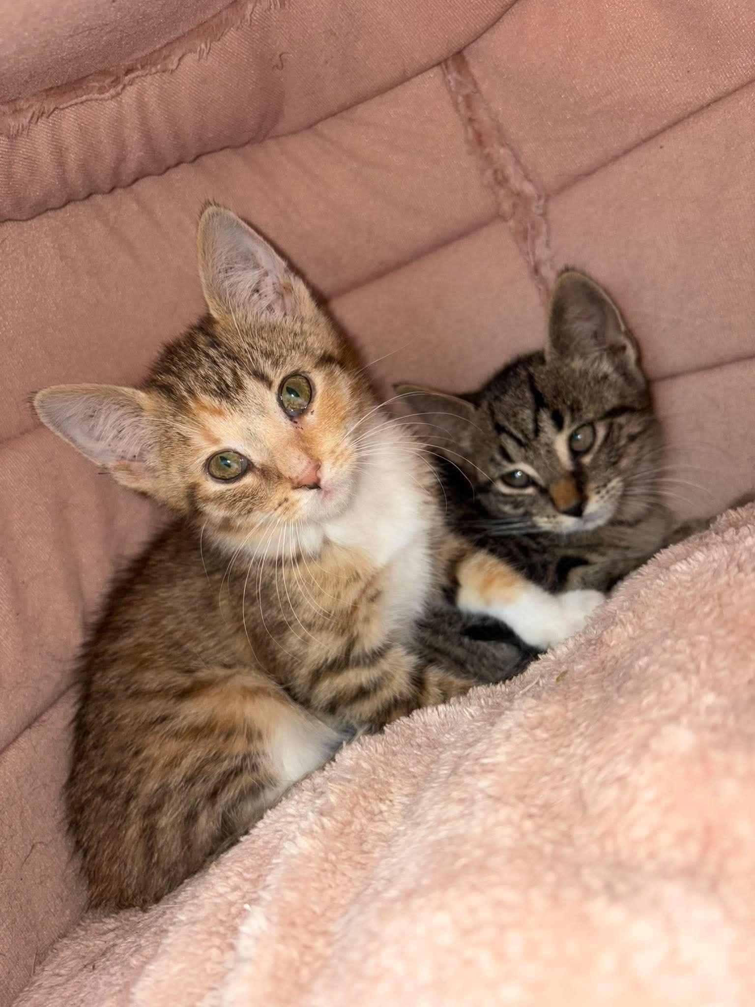 Pirate, Adoptable, Kitten Male Domestic Short Hair.