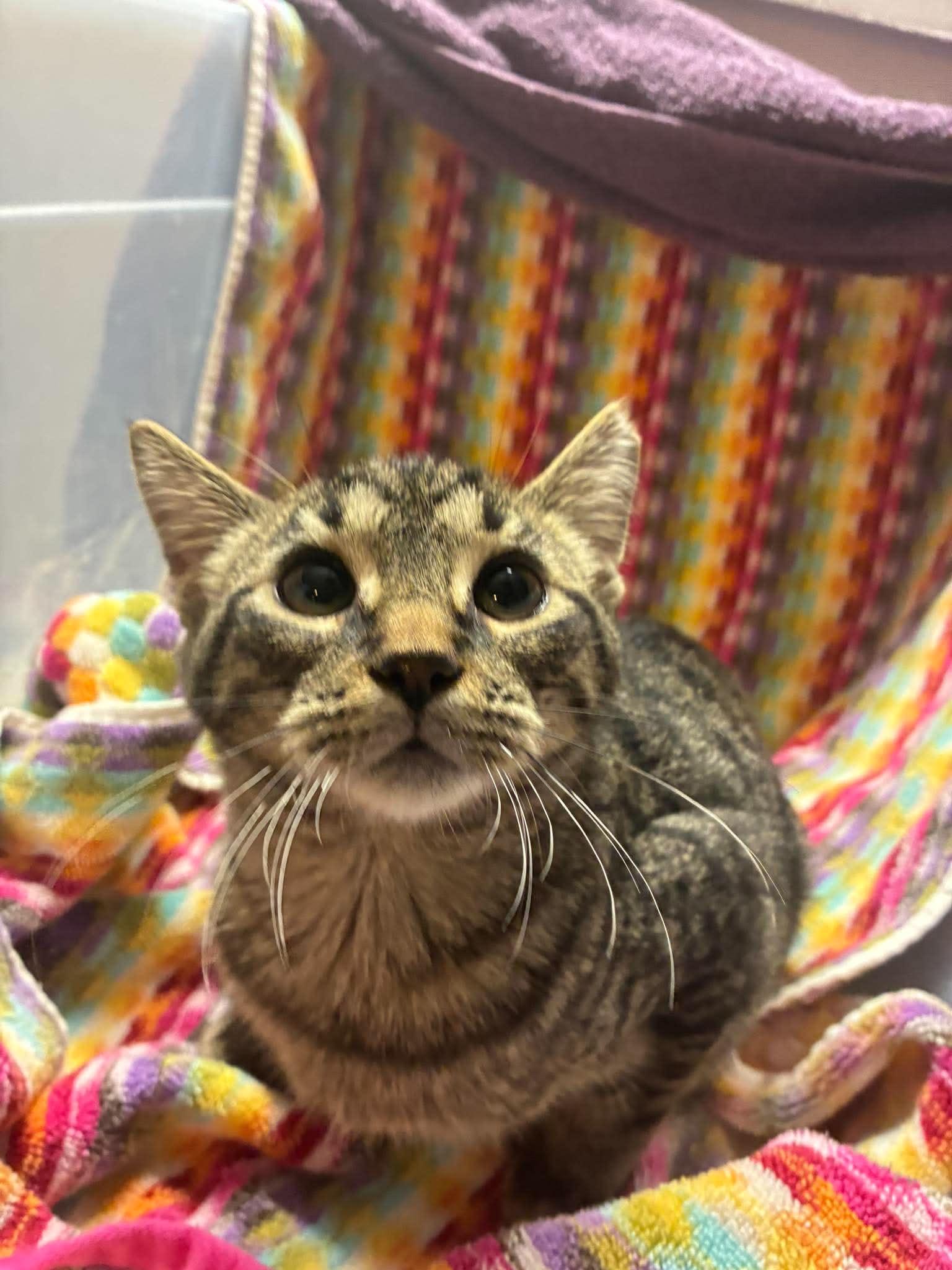 Enlarge Pirate, a Adoptable Domestic Short Hair in Maple Heights, OH image 2/3
