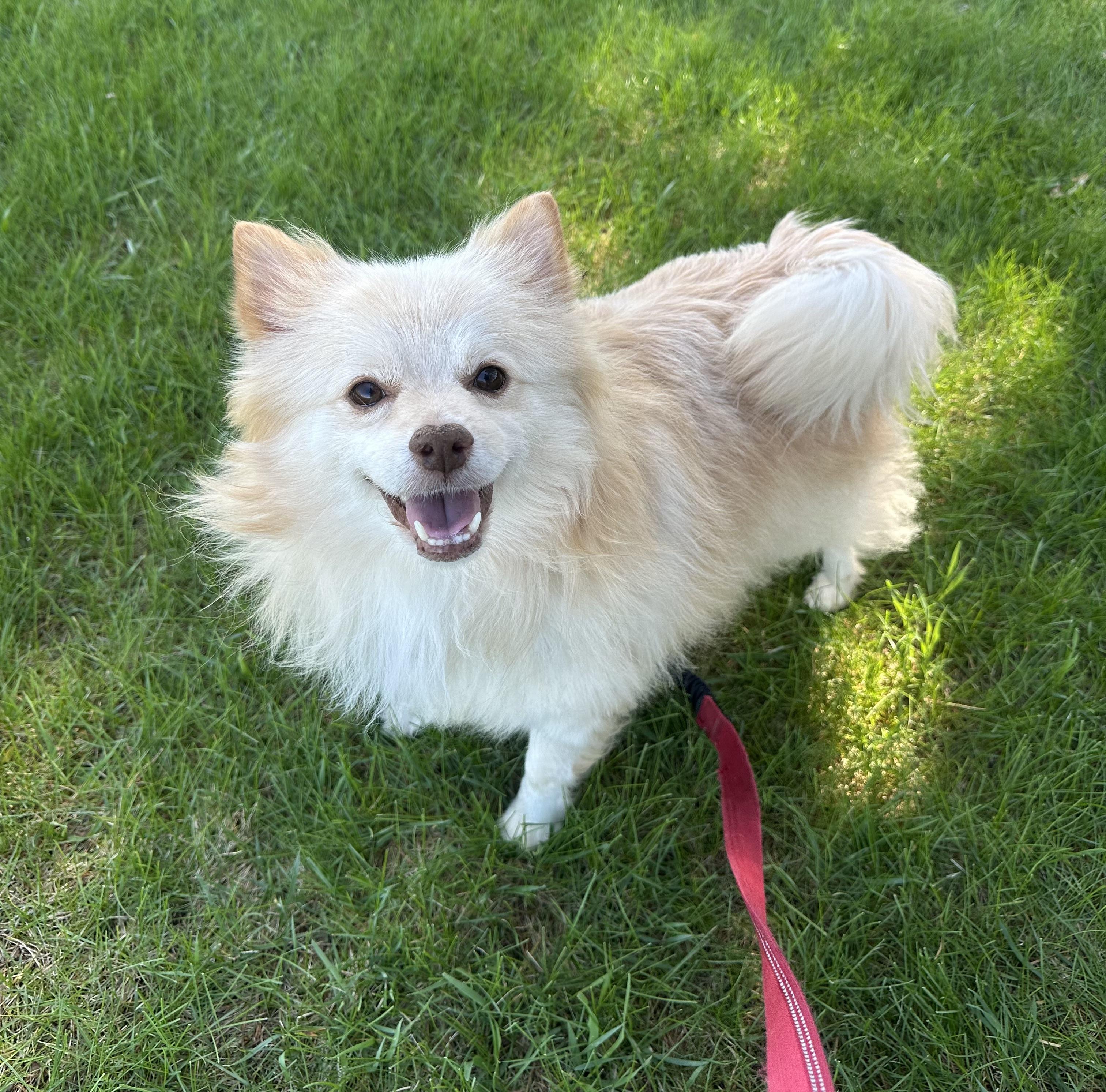 Enlarge Chip - Home Visit in Process , an adopted Pomeranian in Hartland, WI image 5/6
