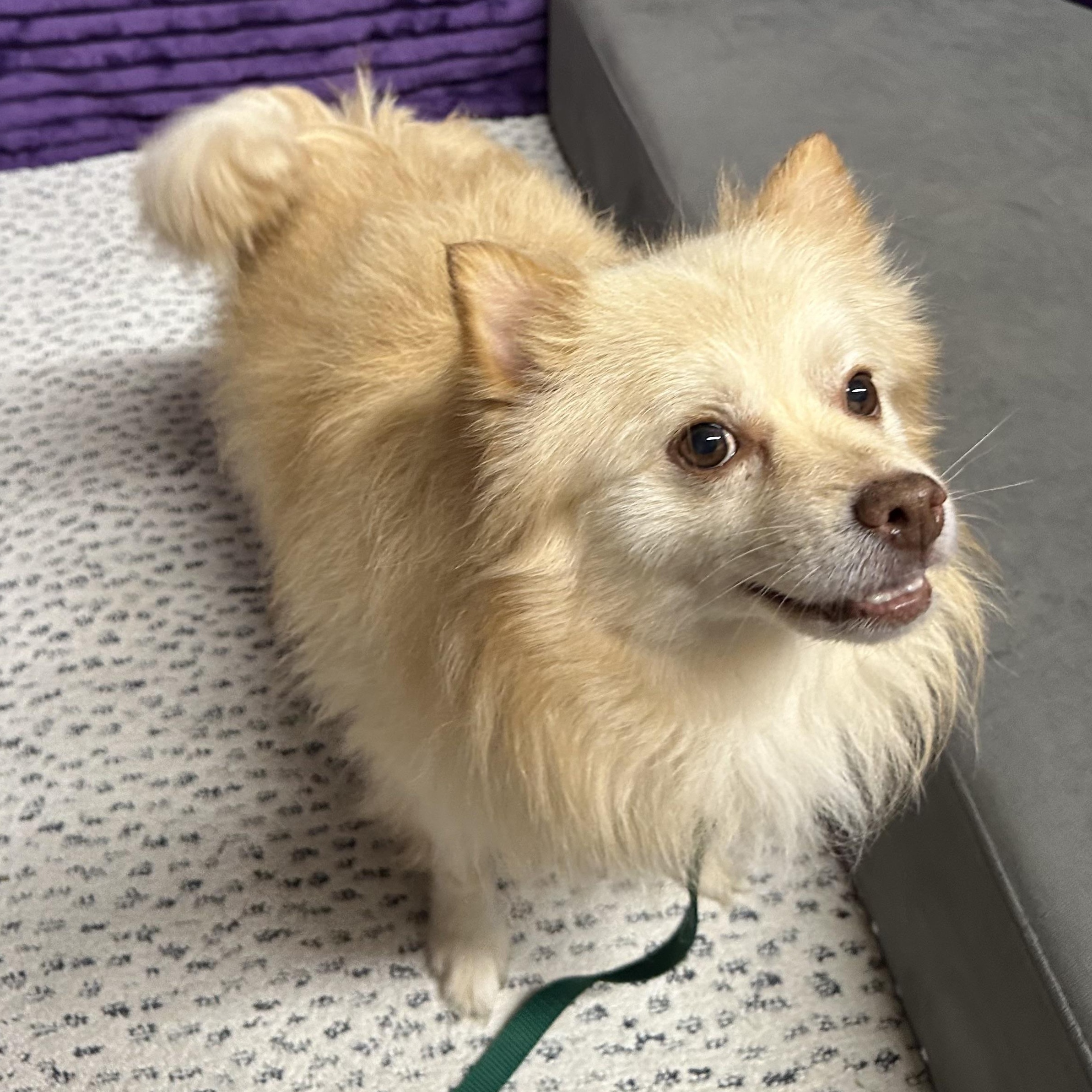 Enlarge Chip - Home Visit in Process , an adopted Pomeranian in Hartland, WI image 2/6