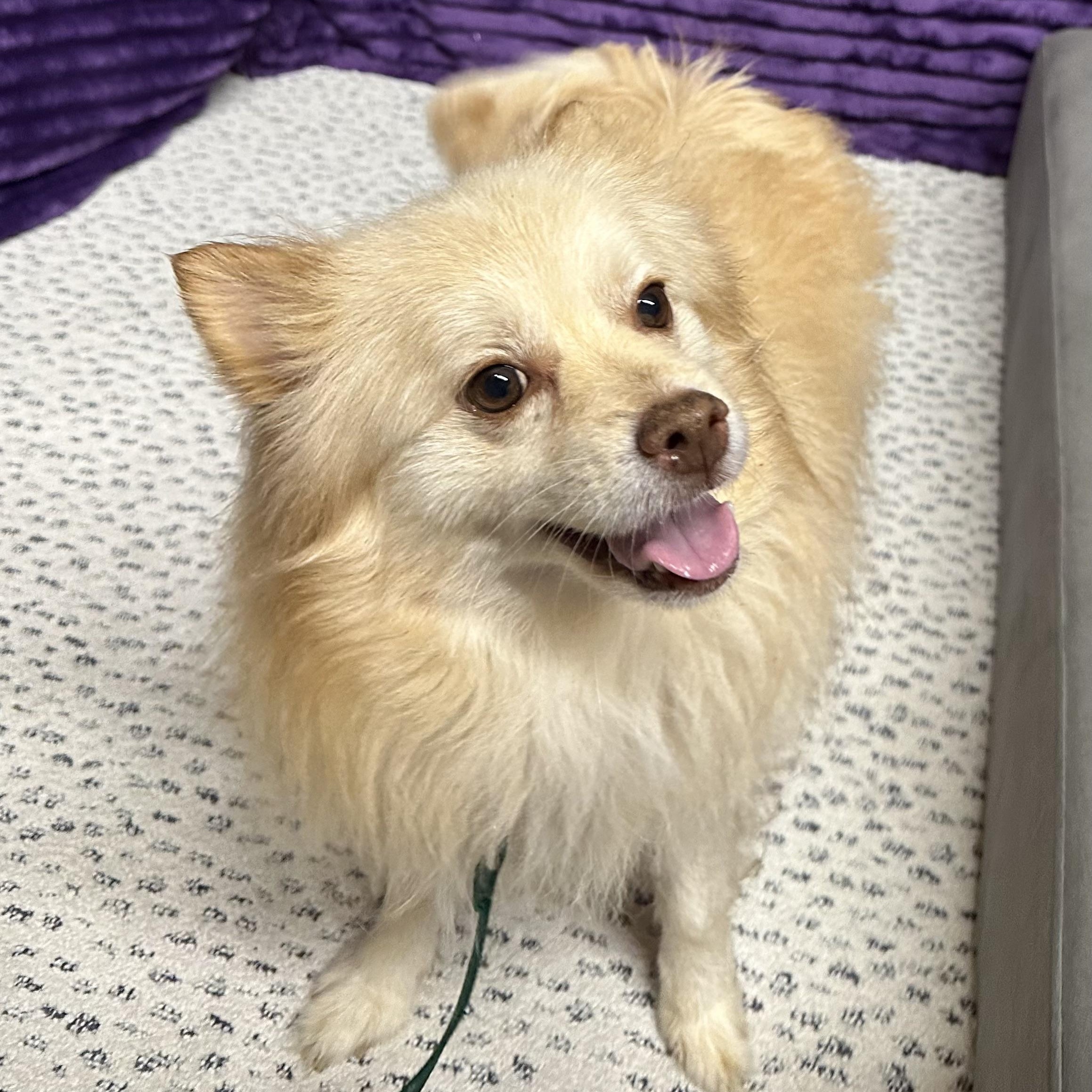 Enlarge Chip - Home Visit in Process , an adopted Pomeranian in Hartland, WI image 4/6
