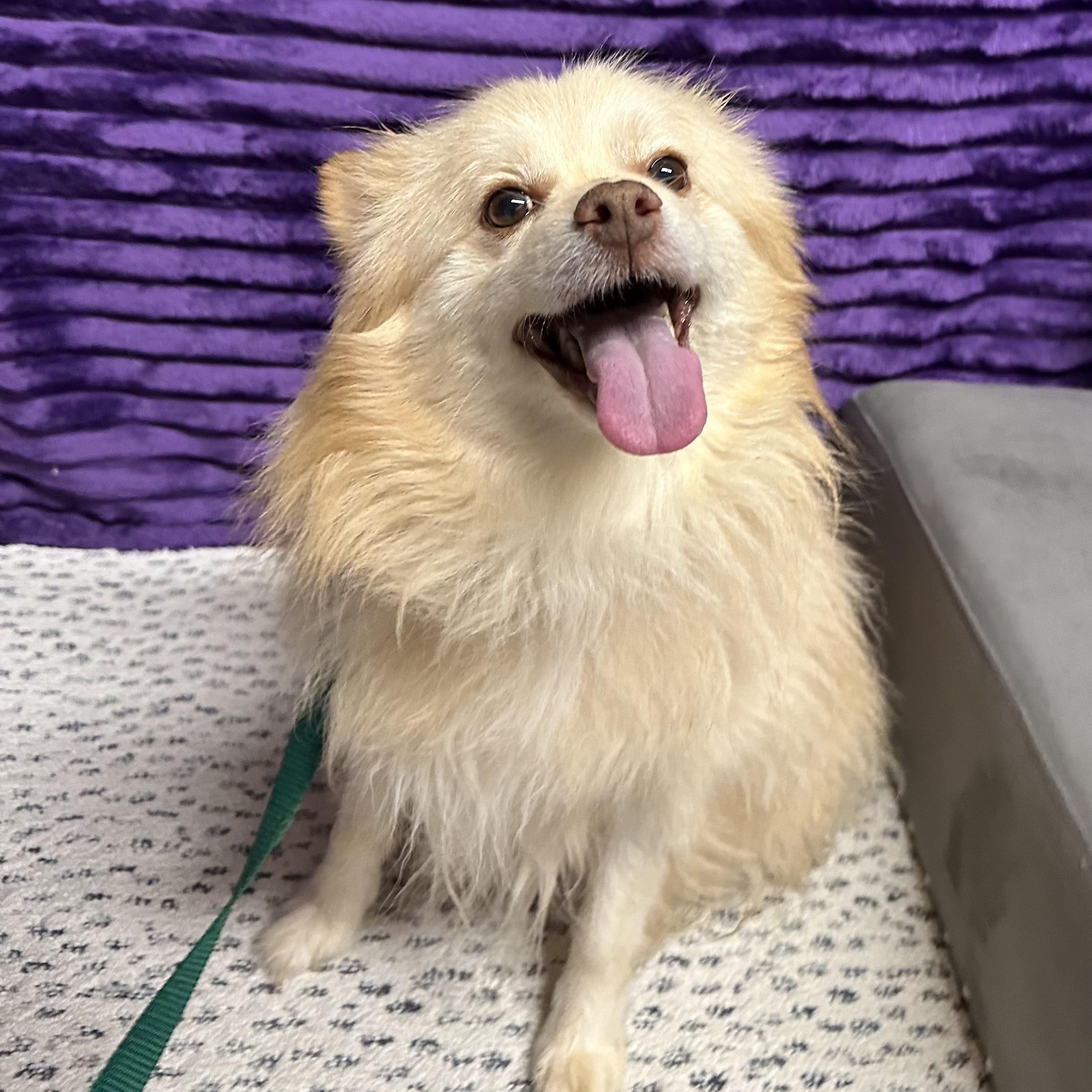 Enlarge Chip - Home Visit in Process , an adopted Pomeranian in Hartland, WI image 3/6