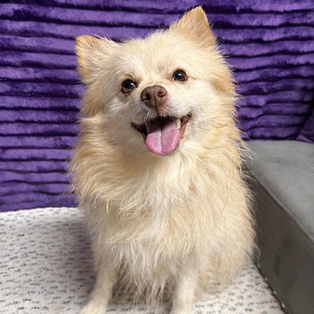 Enlarge Chip - Home Visit in Process , an adopted Pomeranian in Hartland, WI image 1/6