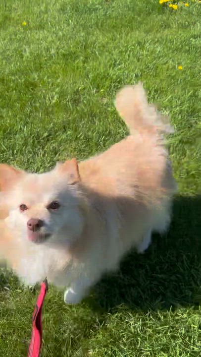 Enlarge Chip - Home Visit in Process , an adopted Pomeranian in Hartland, WI video 6/6