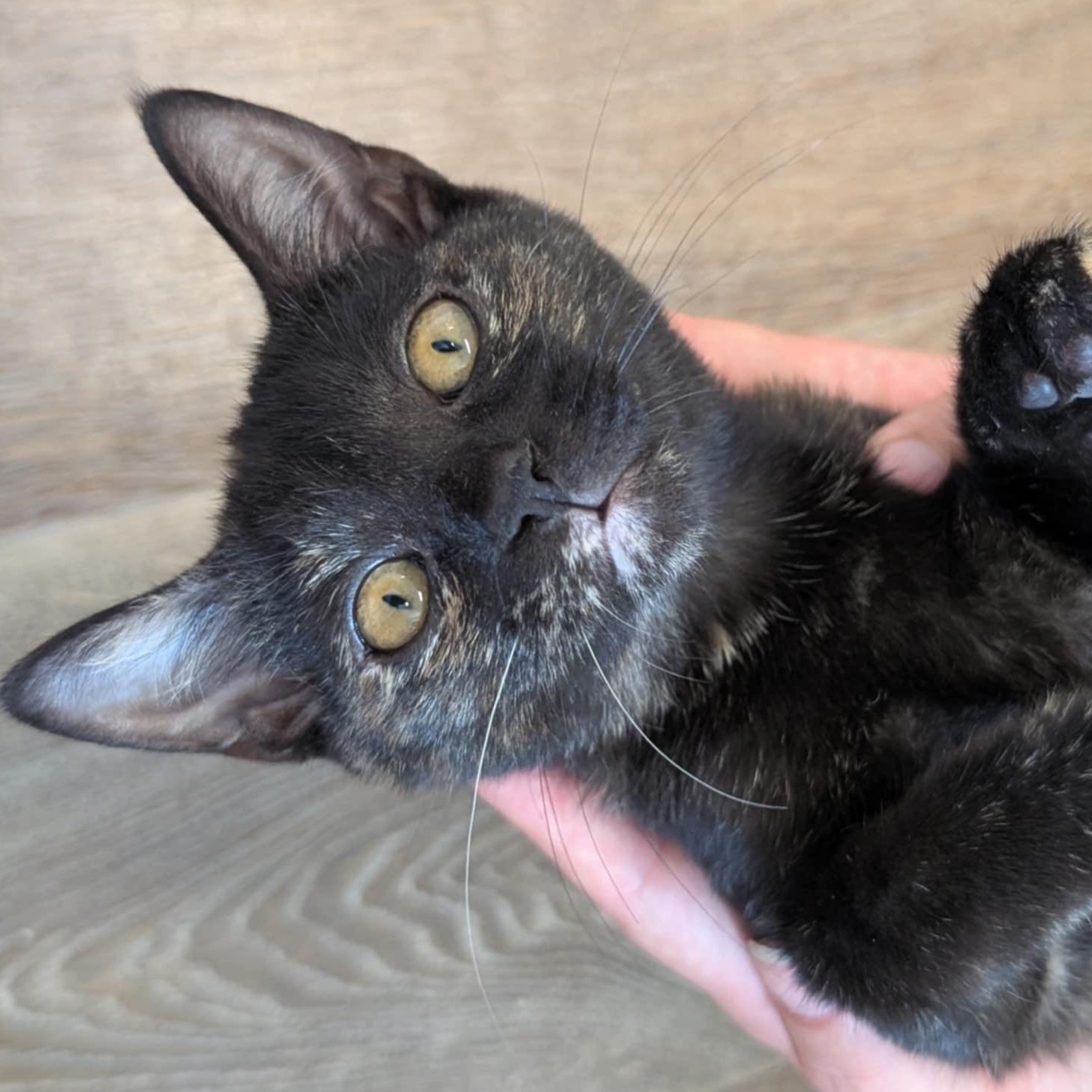 Enlarge Stella, a Adoptable Tortoiseshell in Waynesville, NC image 2/3