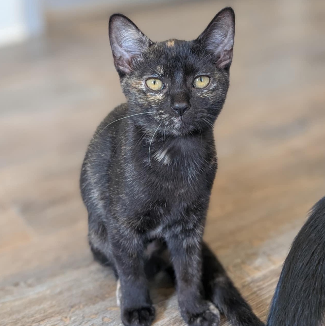 Enlarge Stella, a Adoptable Tortoiseshell in Waynesville, NC image 3/3