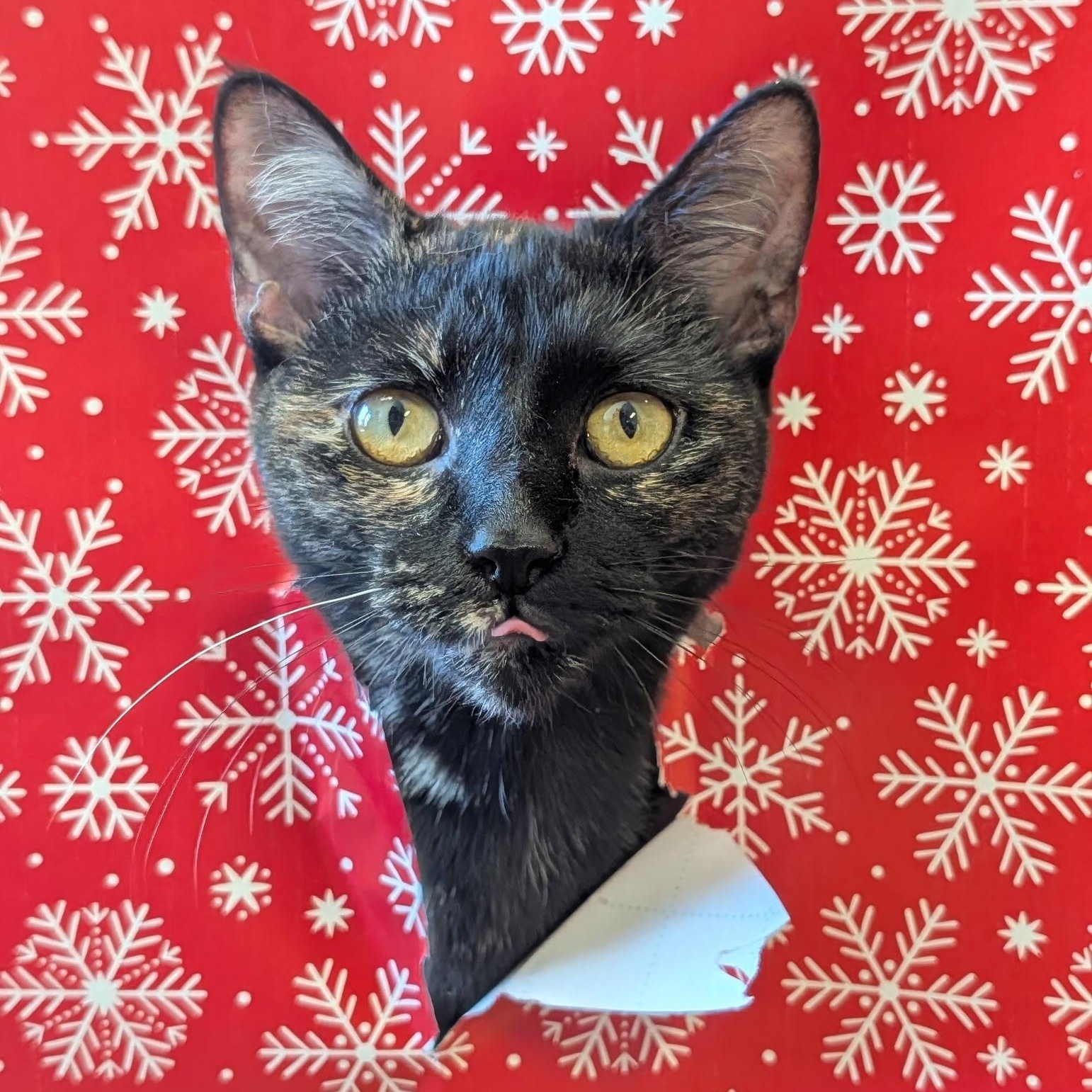 Enlarge Stella, a Adoptable Tortoiseshell in Waynesville, NC image 1/3