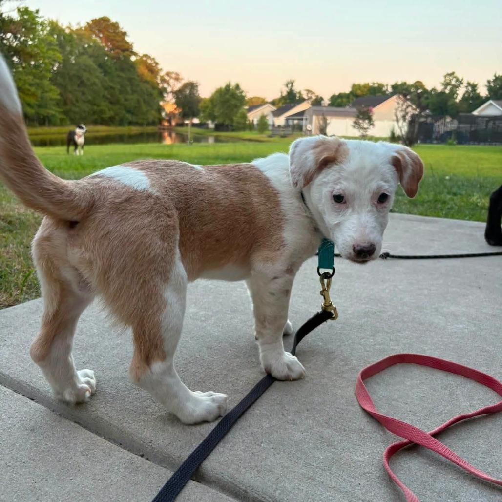 Rory, a Adoptable Mixed Breed in Myrtle Beach, SC image 1/2