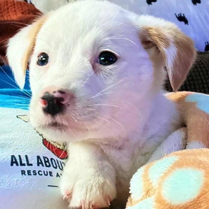Enlarge Rory, a Adoptable Mixed Breed in Myrtle Beach, SC image 1/1
