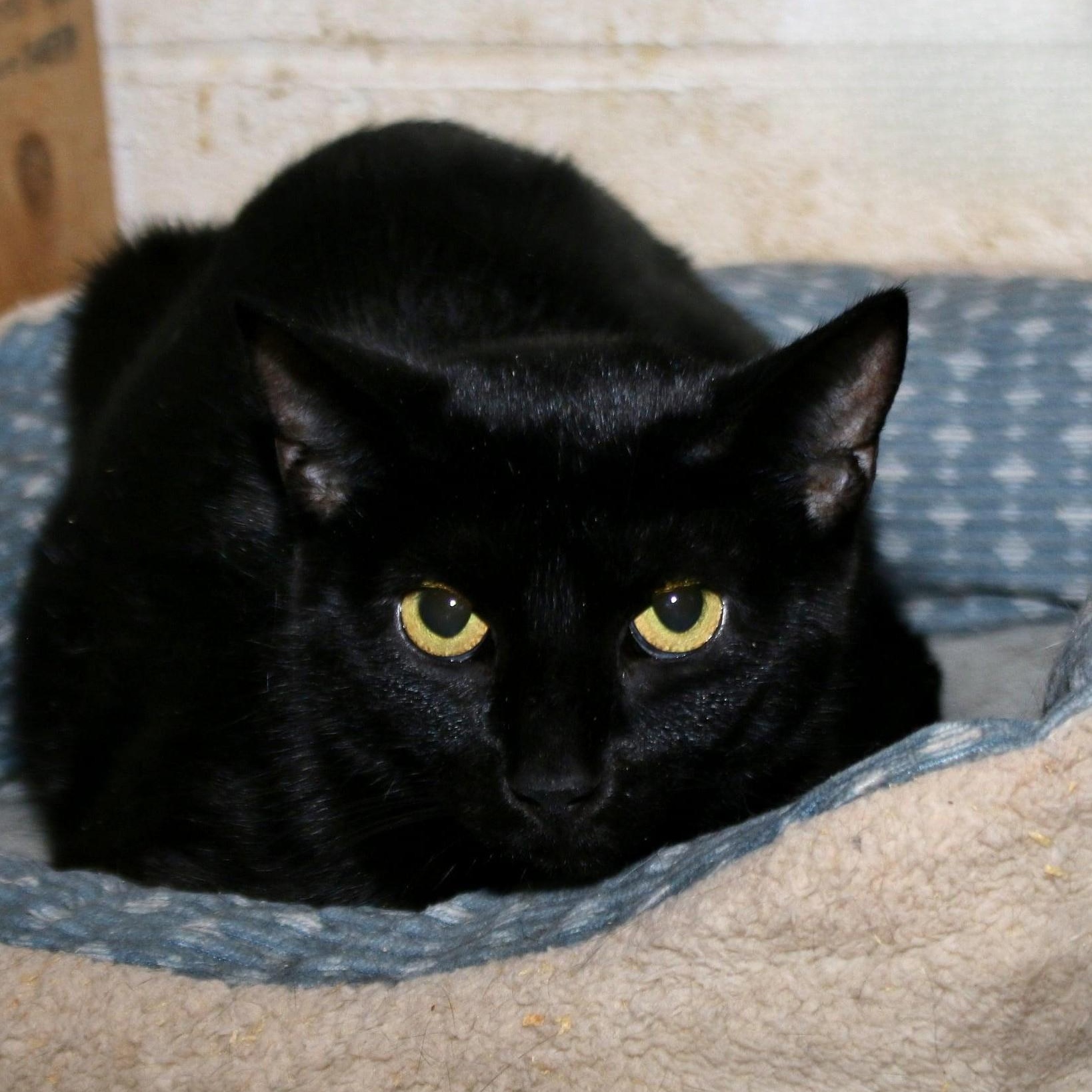 Enlarge Ada, a ADOPTABLE Domestic Short Hair in Shippenville, PA image 2/2