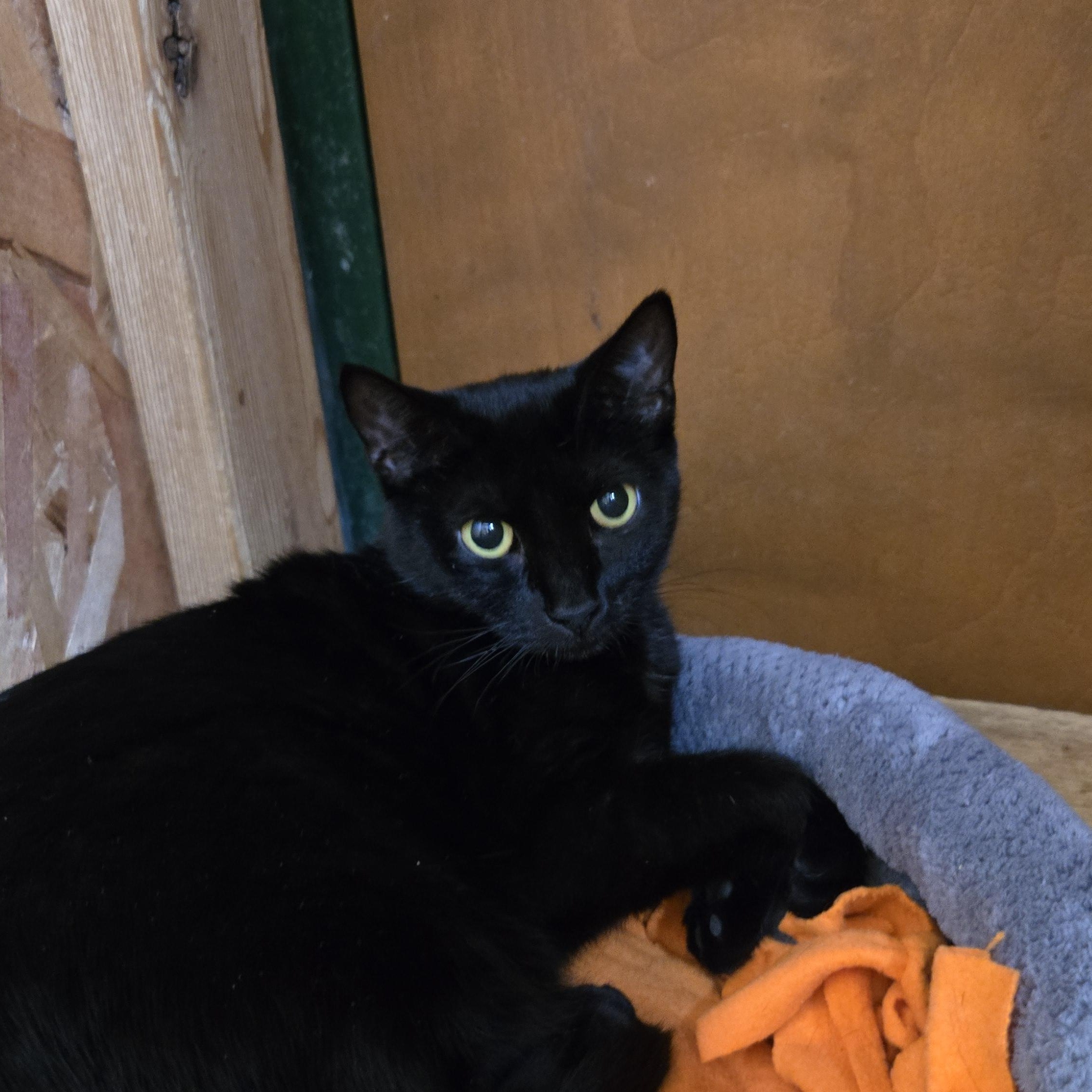 Ada, ADOPTABLE, Adult Female Domestic Short Hair.