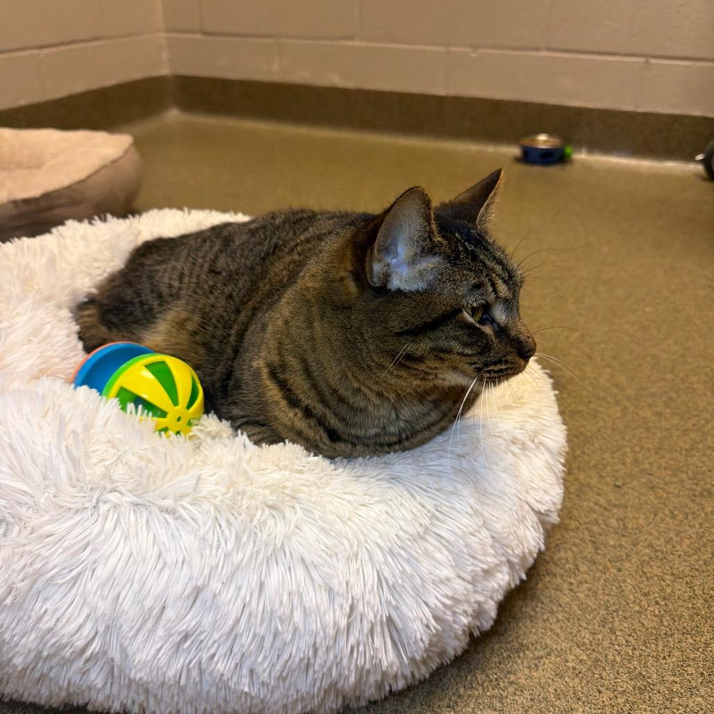 Crystal, Adoptable, Adult Female Domestic Short Hair.