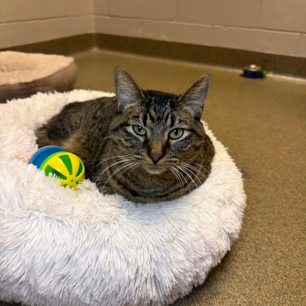 Crystal, a Adoptable Domestic Short Hair in Council Bluffs, IA image 2/3