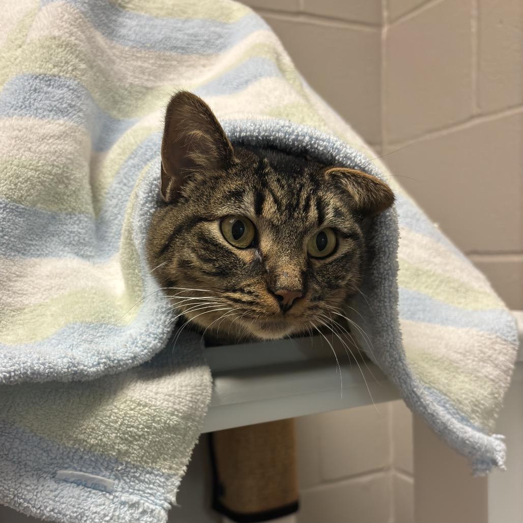 Crystal, a Adoptable Domestic Short Hair in Council Bluffs, IA image 3/3