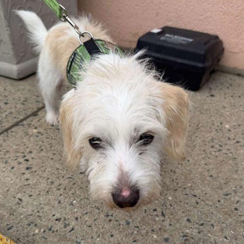 Enlarge Santi, a Adoptable mixed breed in Verona, NJ image 1/4