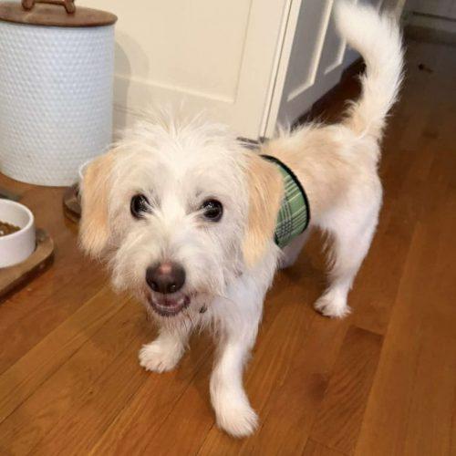 Enlarge Santi, a Adoptable mixed breed in Verona, NJ image 3/4