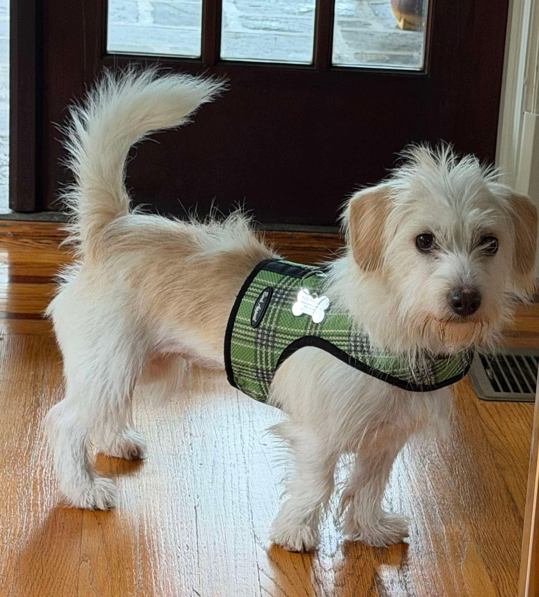 Enlarge Santi, a Adoptable mixed breed in Verona, NJ image 4/4