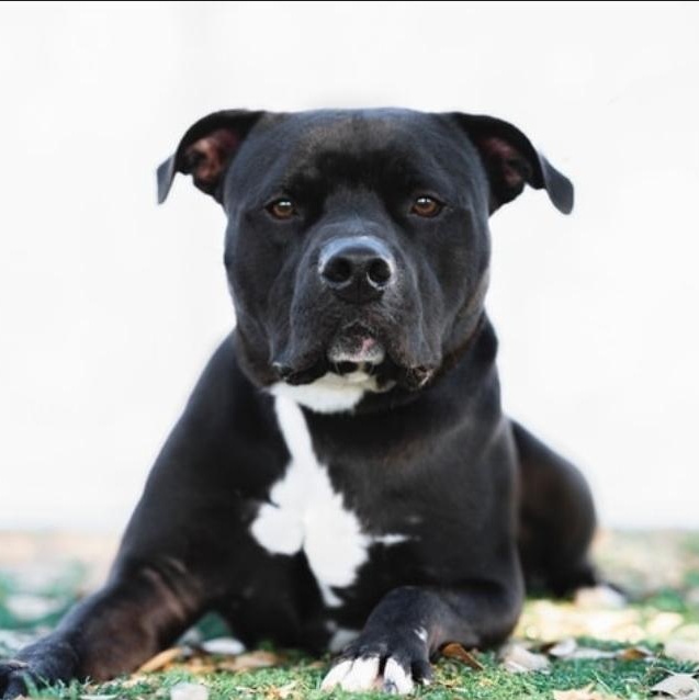 Enlarge Hippo, an adoptable mixed breed in Hoopa, CA image 1/1