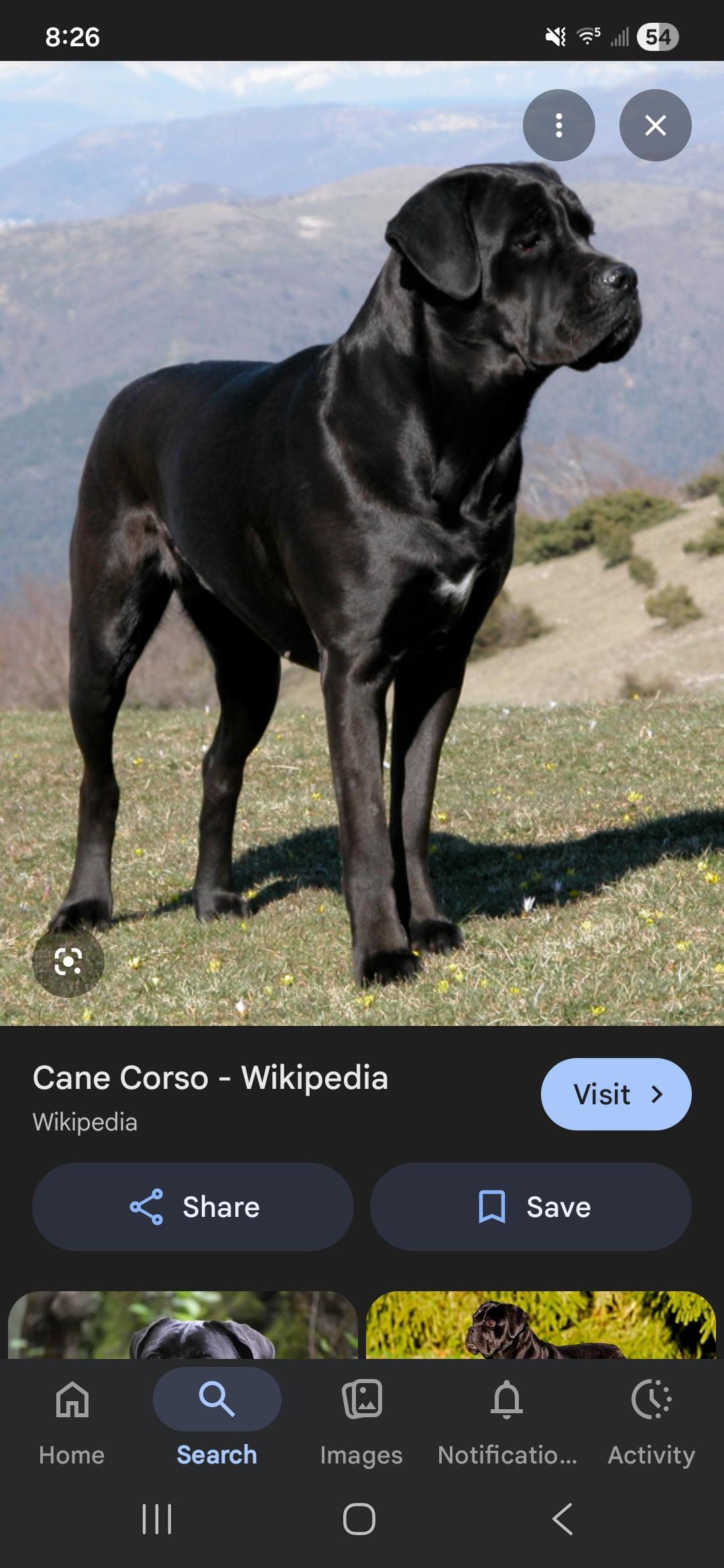 Enlarge Josie, a ADOPTABLE mixed breed in Hoopa, CA image 1/2