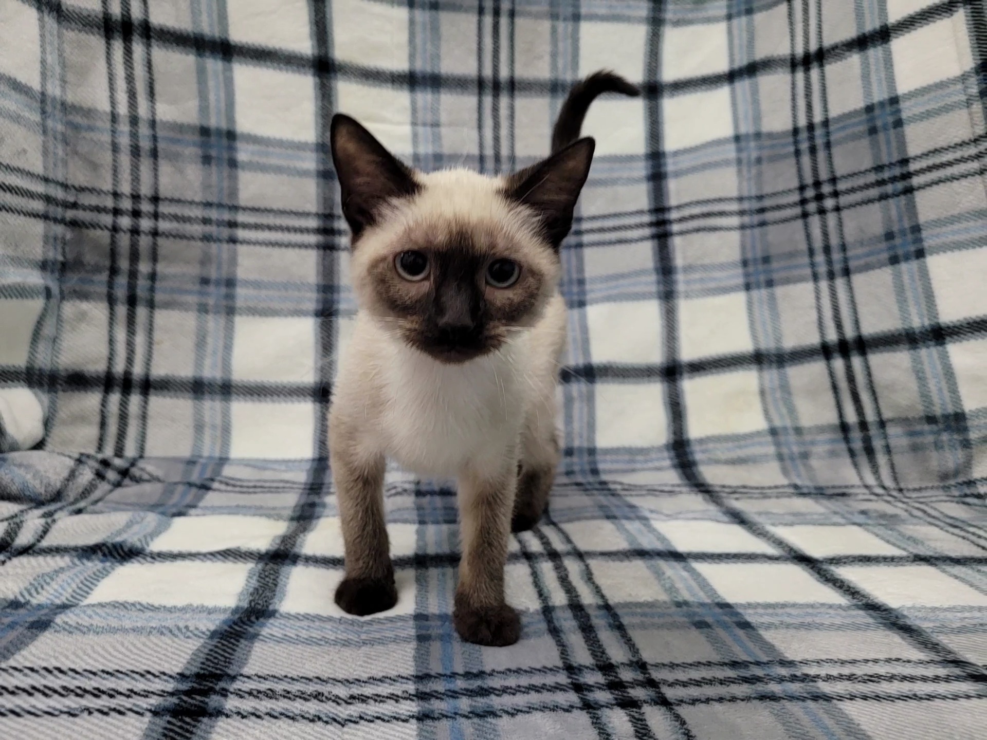 Enlarge Tundra, a Adopted mixed breed in Lincolnwood, IL image 3/6