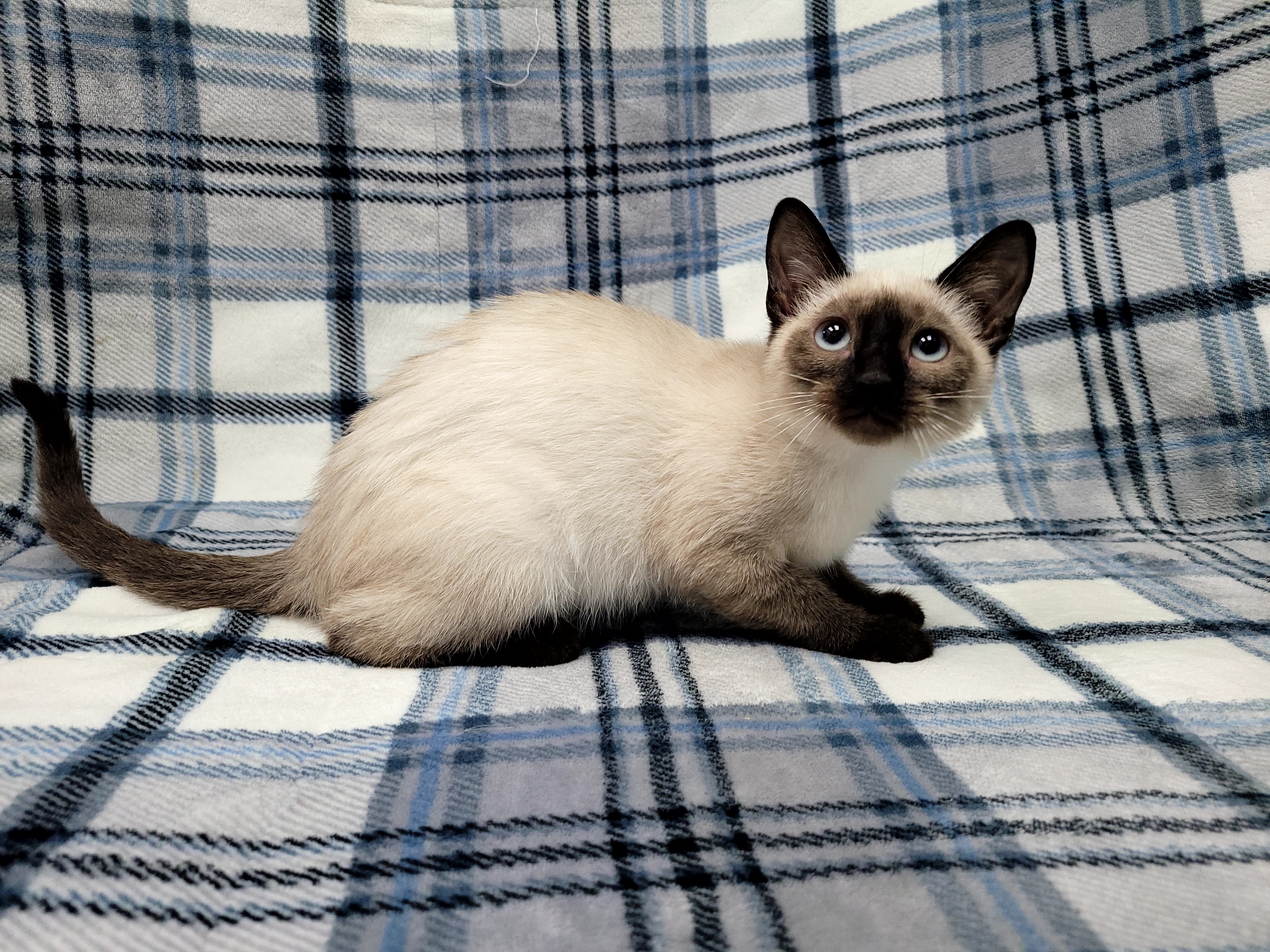 Tundra, Adopted, Young Female Siamese.