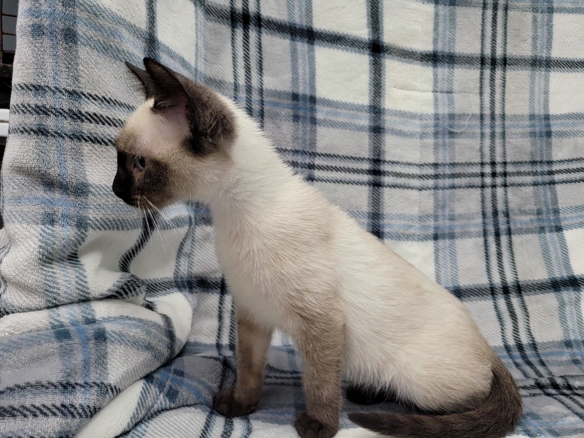 Enlarge Tundra, a Adopted mixed breed in Lincolnwood, IL image 5/6