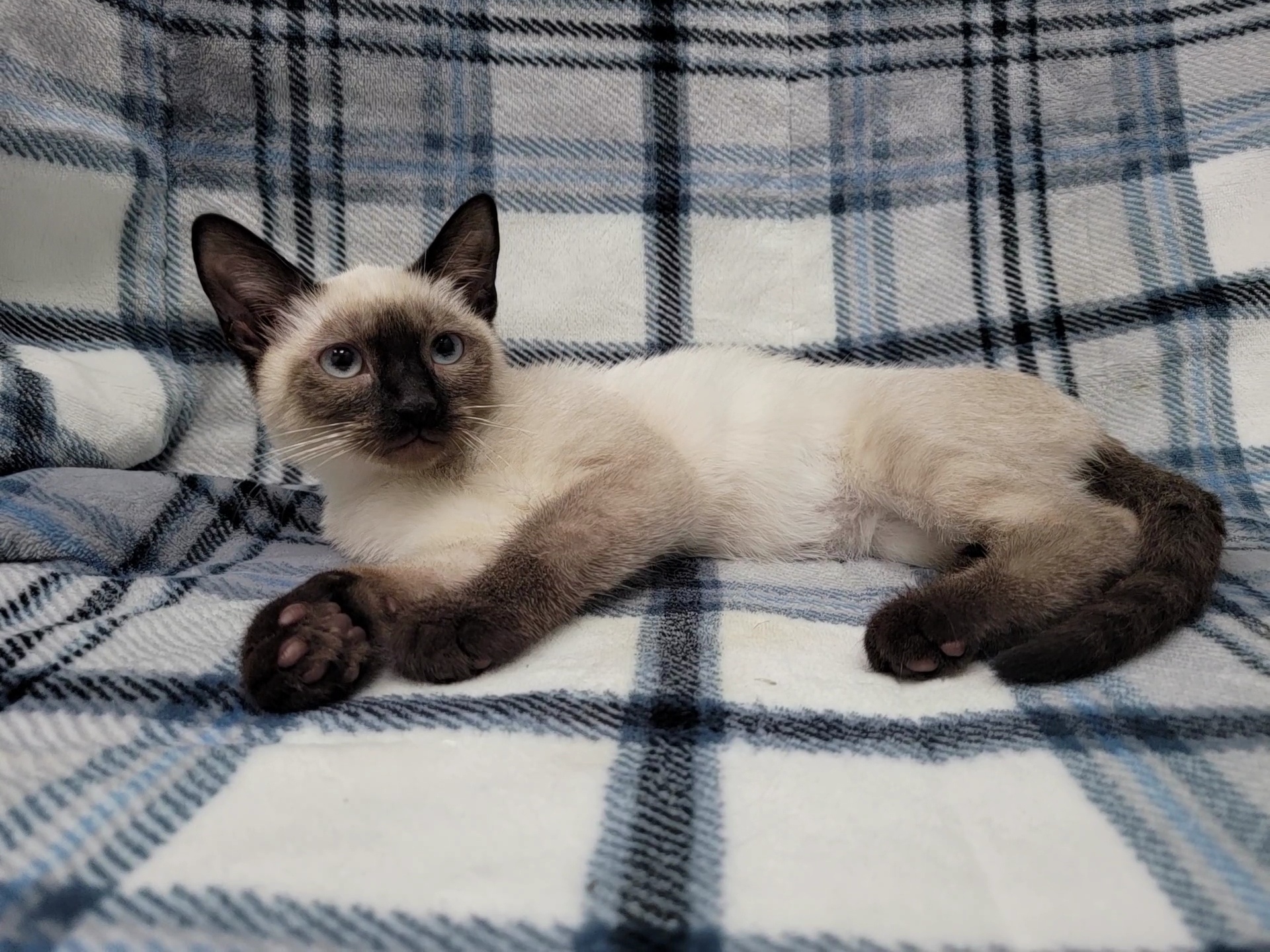 Enlarge Tundra, a Adopted mixed breed in Lincolnwood, IL image 4/6