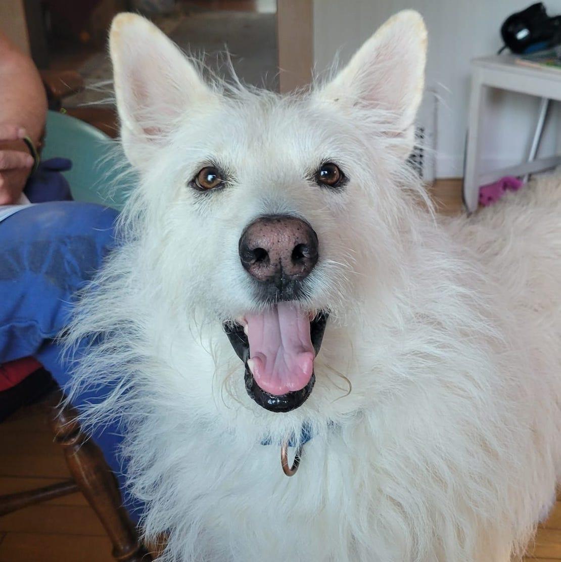 Enlarge Polar, a Adoptable Terrier in Brooklyn Center, MN image 1/3