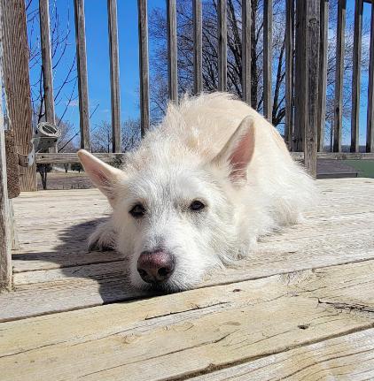 Enlarge Polar, a Adoptable Terrier in Brooklyn Center, MN image 3/3