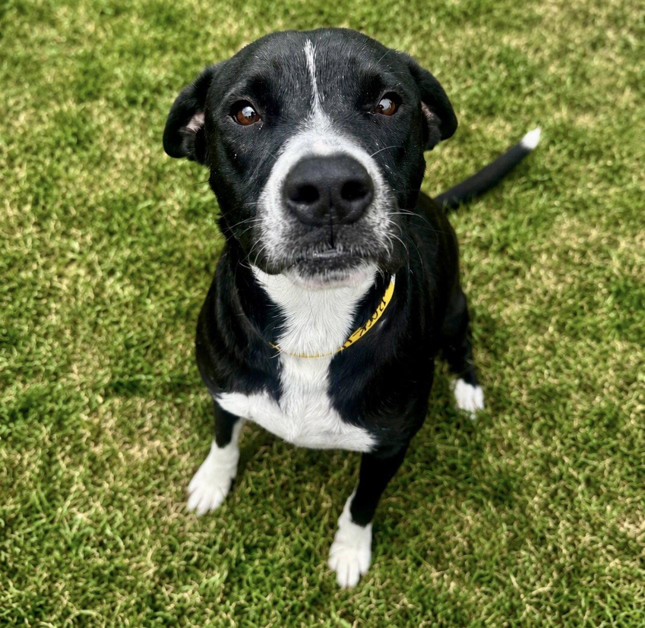 Tito, Adoptable, Young Male Border Collie & Labrador Retriever.