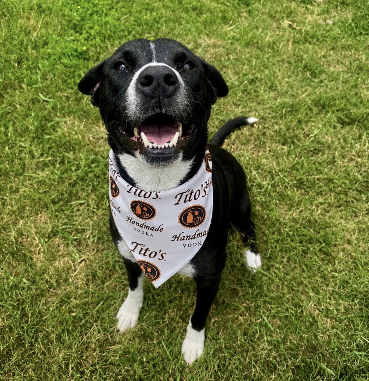 Enlarge Tito, a Adoptable mixed breed in Houston, TX image 2/3