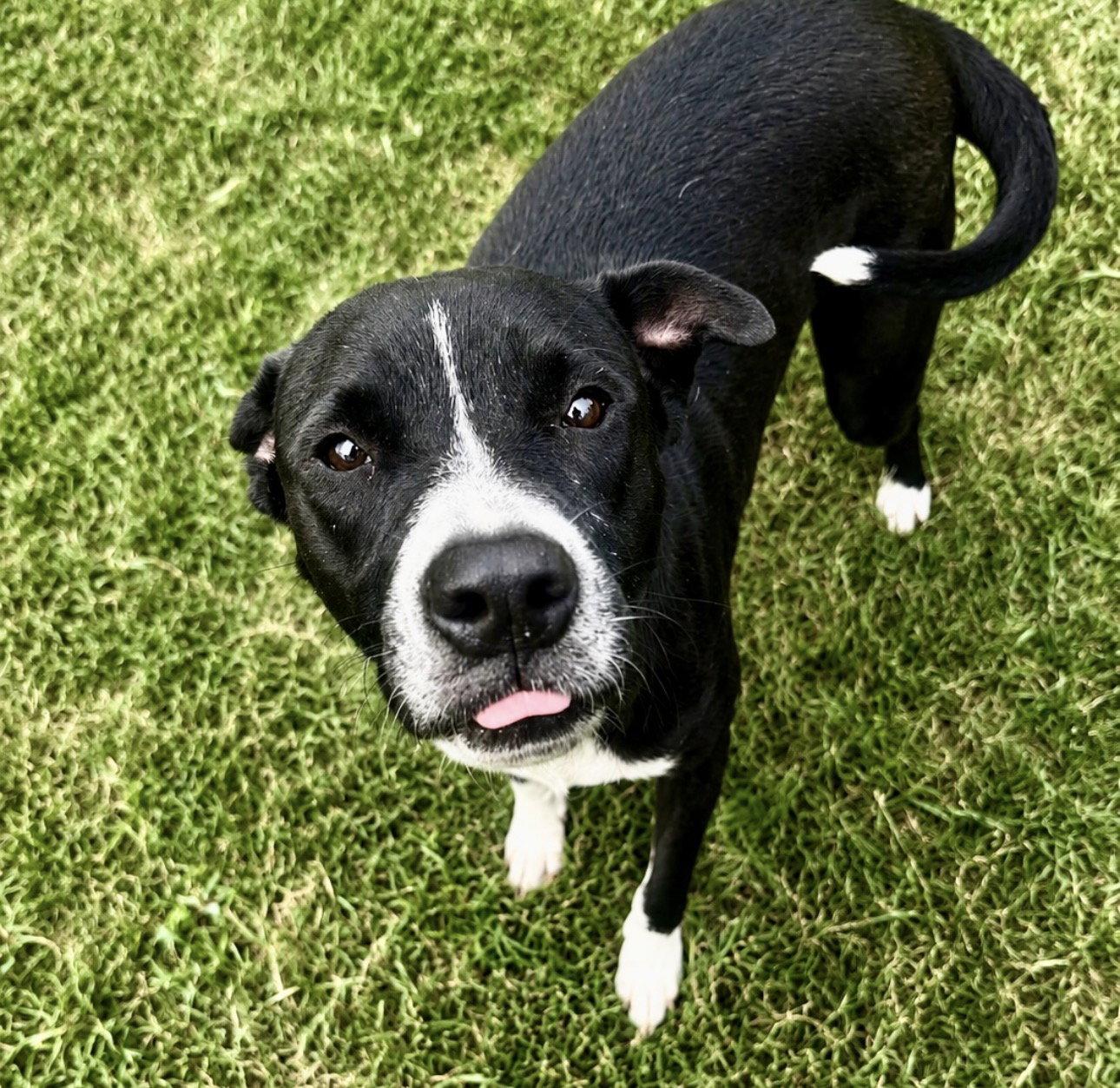 Enlarge Tito, a Adoptable mixed breed in Houston, TX image 3/3