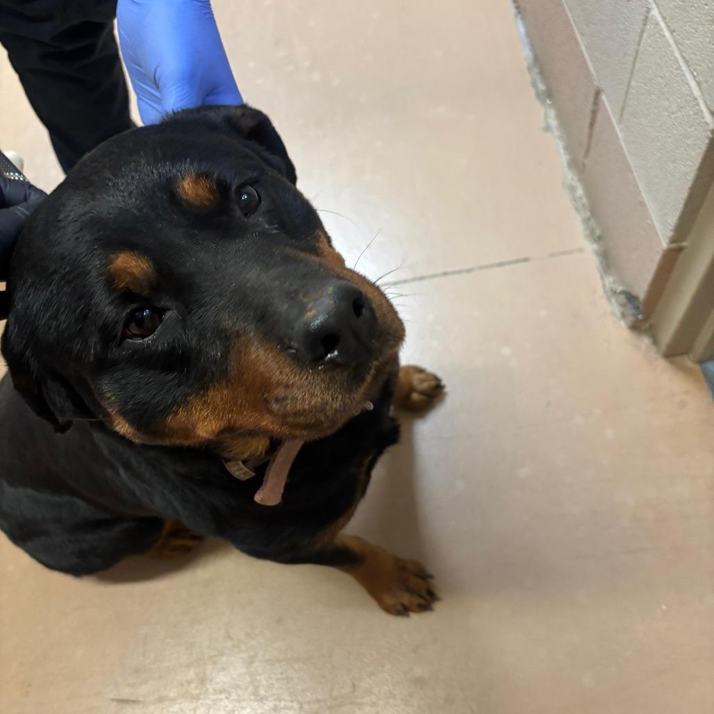 Sabre, Adoptable, Adult Female Mixed Breed.