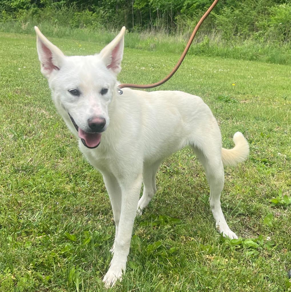Allie, Adoptable, Puppy Female Labrador Retriever.