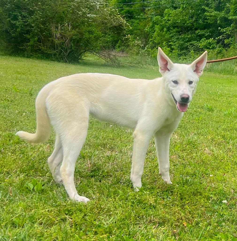 Enlarge Allie, a Adoptable Labrador Retriever in Murray, KY image 2/4