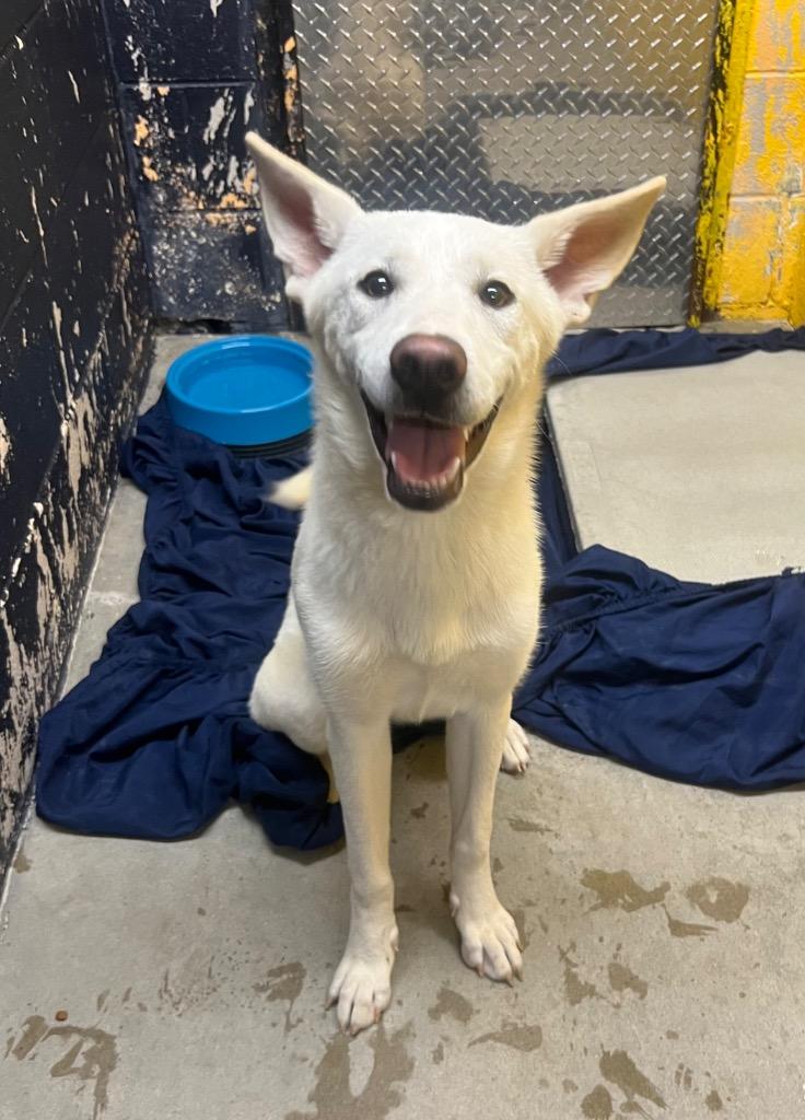 Allie, Adoptable, Puppy Female Labrador Retriever.