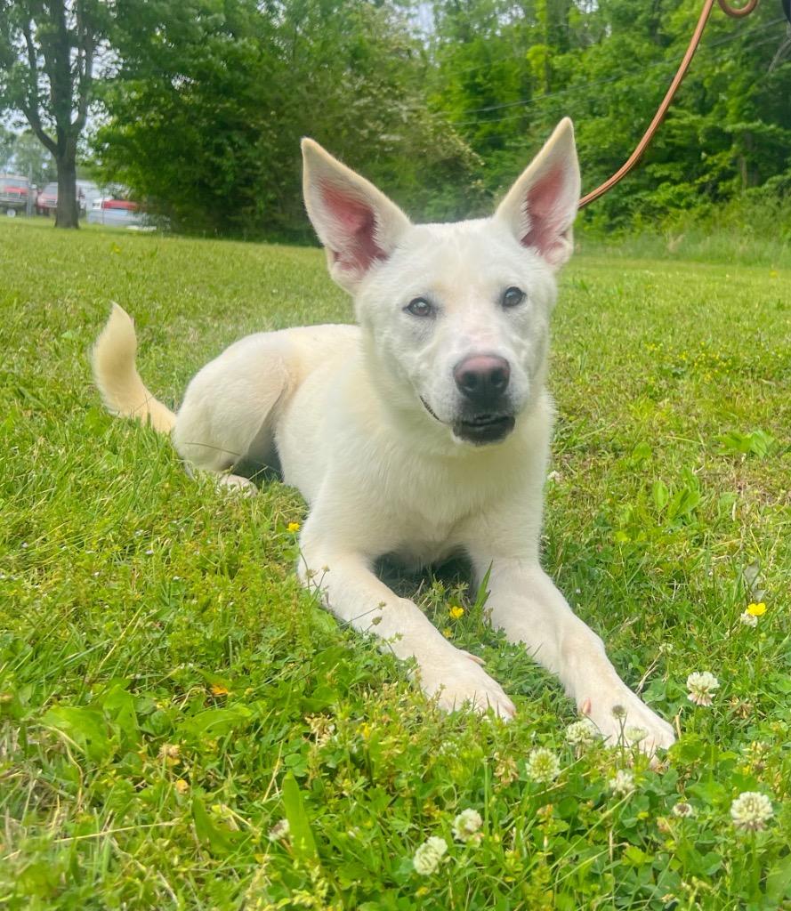 Enlarge Allie, a Adoptable Labrador Retriever in Murray, KY image 4/4