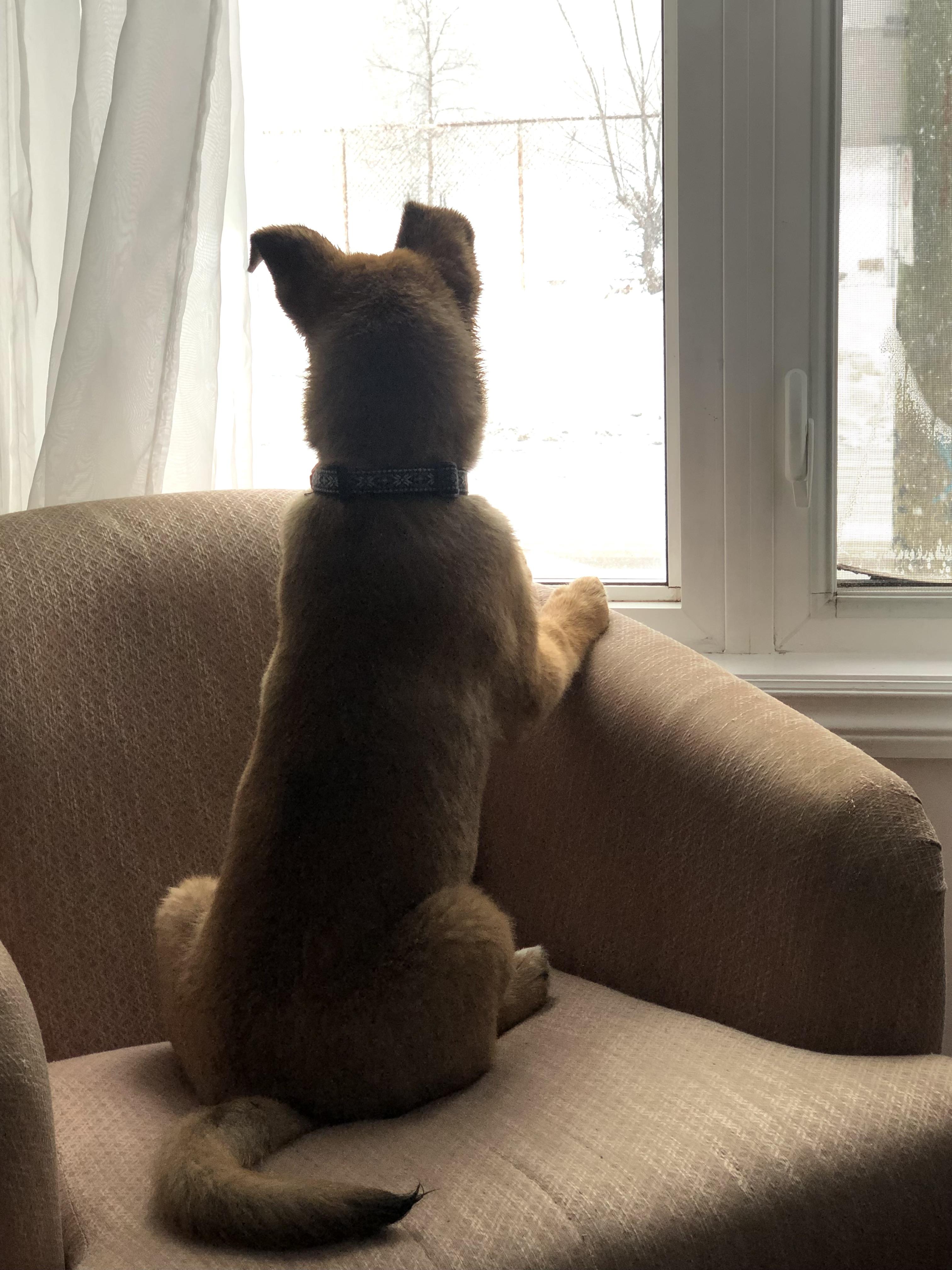 Enlarge Myra, an adopted mixed breed in Mississauga , ON image 6/6