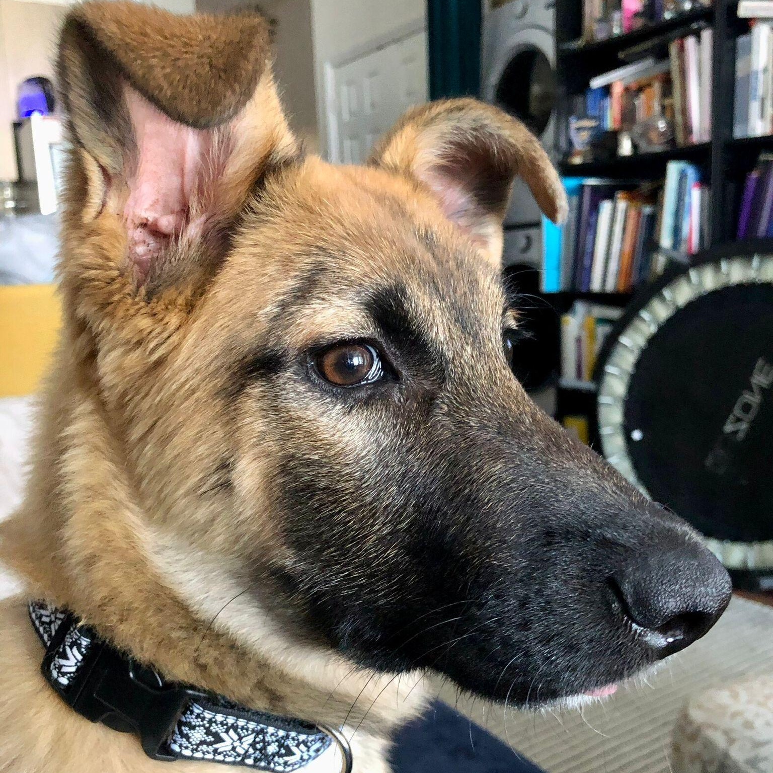 Myra, adopted, Puppy Female German Shepherd Dog.