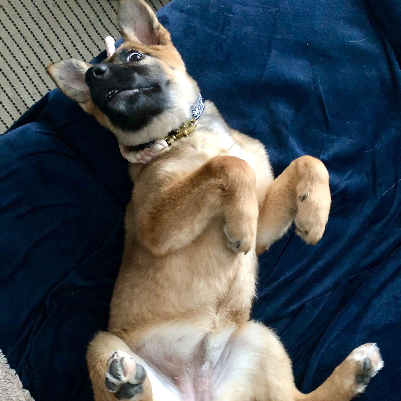 Enlarge Myra, an adopted mixed breed in Mississauga , ON image 3/6