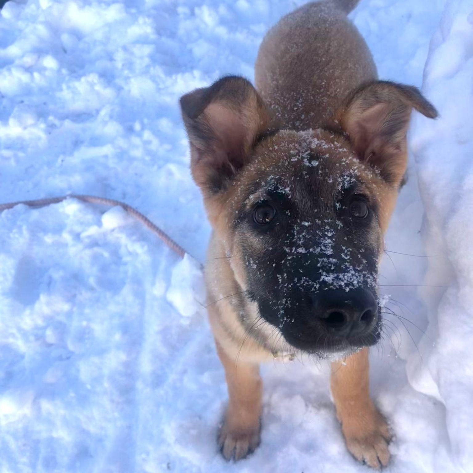 Enlarge Myra, an adopted mixed breed in Mississauga , ON image 2/6