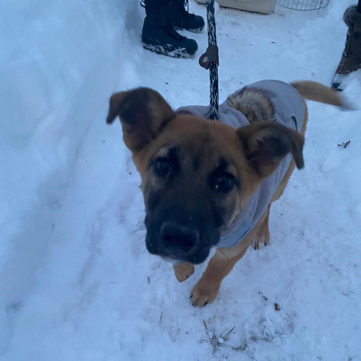 Enlarge Myra, an adopted mixed breed in Mississauga , ON image 4/6