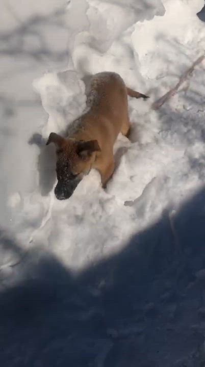 Enlarge Myra, an adopted mixed breed in Mississauga , ON video 5/6