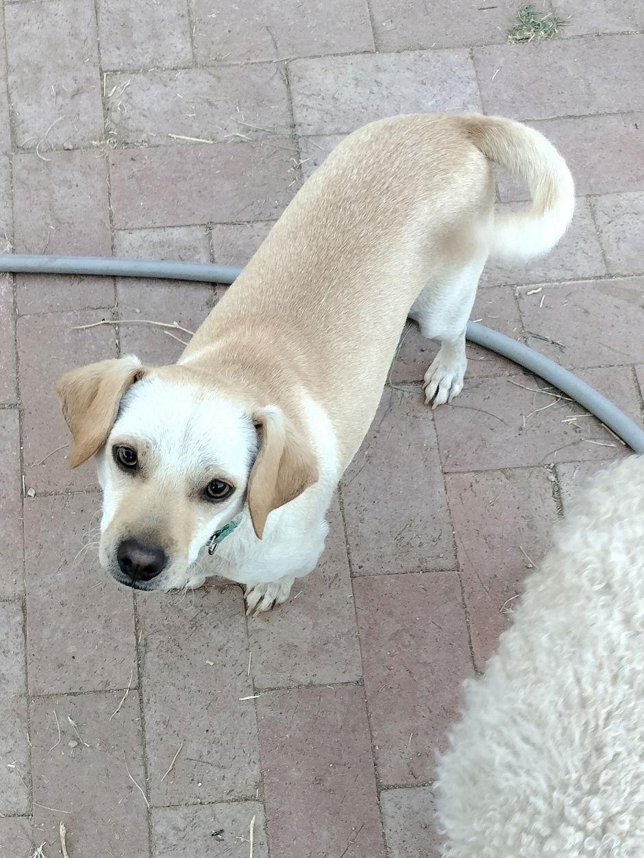 Enlarge Charlie, a Adoptable Terrier in Phoenix, AZ image 1/2