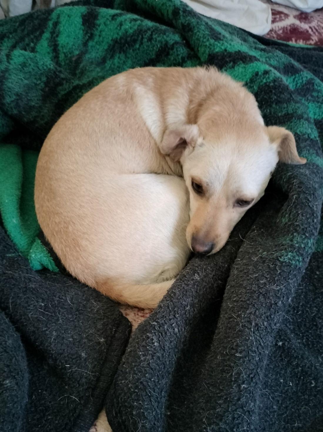 Enlarge Charlie, a Adoptable Terrier in Phoenix, AZ image 2/2