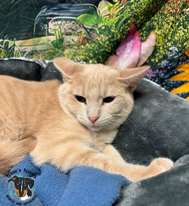 Mustard, a Adoptable Domestic Short Hair in Huntington, WV image 1/5