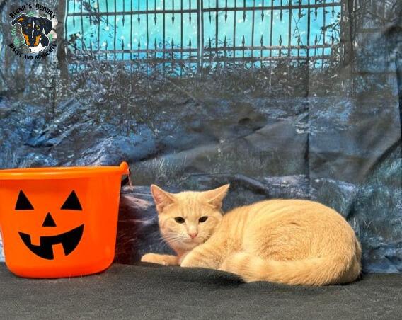 Mustard, a Adoptable Domestic Short Hair in Huntington, WV image 2/5