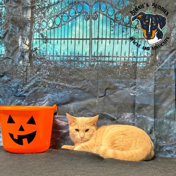 Mustard, a Adoptable Domestic Short Hair in Huntington, WV image 3/5